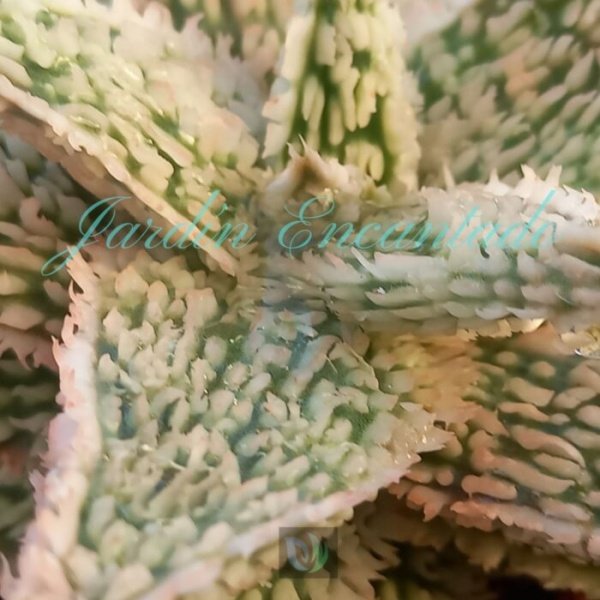 ALOE - 233- - Image 3