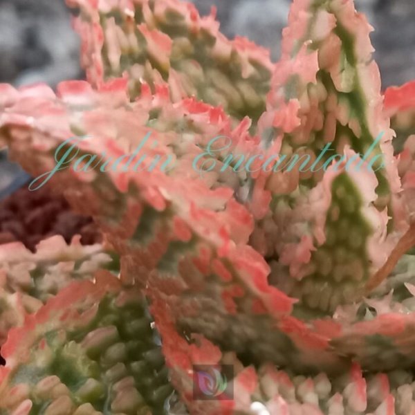ALOE-133- - Image 3