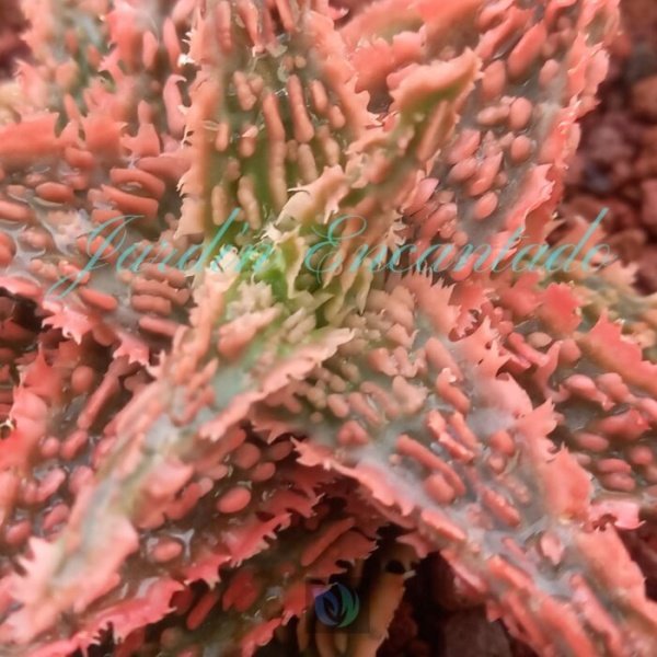ALOE - 63 - - Image 3