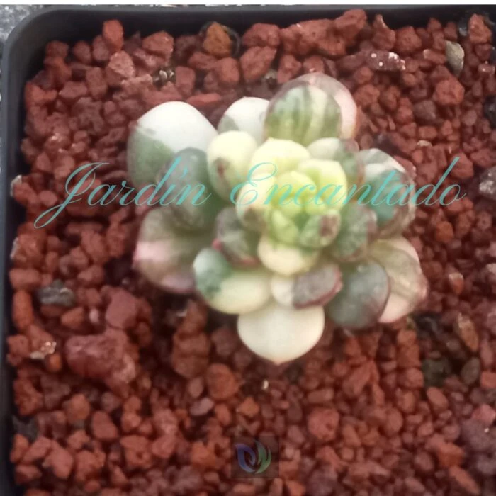 SV PINK RUBI VARIEGADA- B- - Image 3