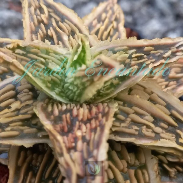 ALOE - 162 - - Image 3