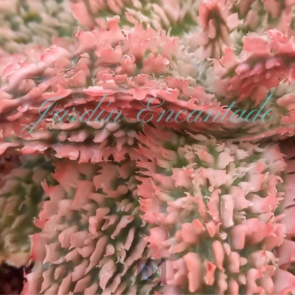ALOE - 174 - - Image 3