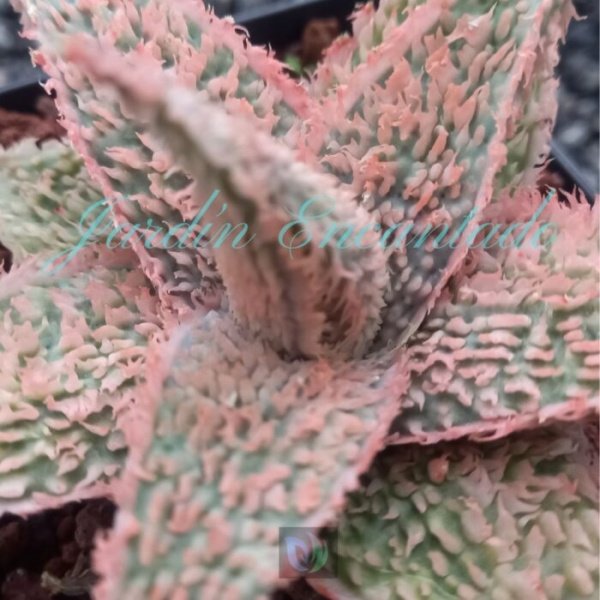 ALOE - 18 - - Image 3