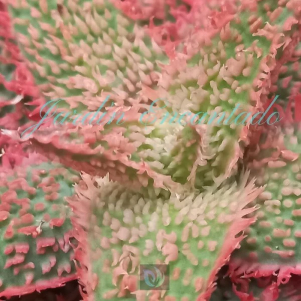 ALOE - 247 - - Image 3