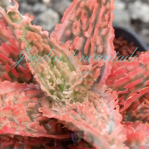 ALOE - 173 - - Image 3