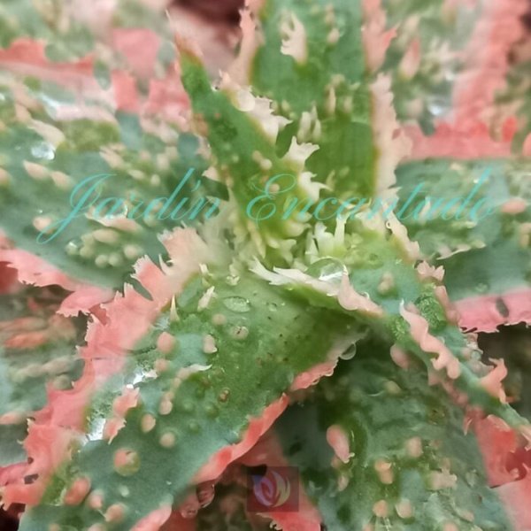 ALOE - 117- - Image 3