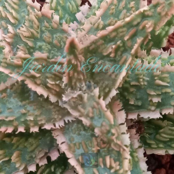ALOE- 151- - Image 3
