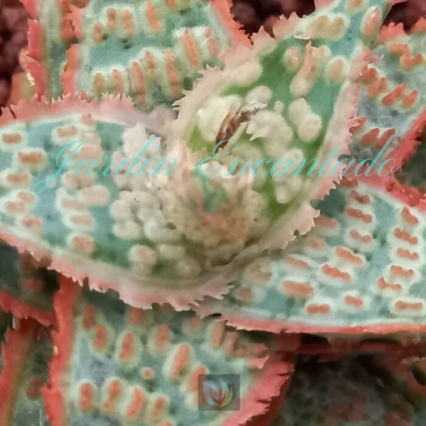 ALOE - 103- - Image 3