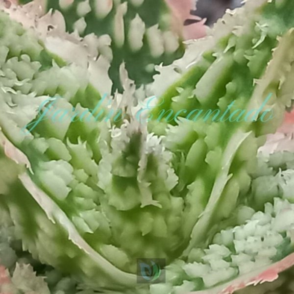 ALOE - 177- - Image 3