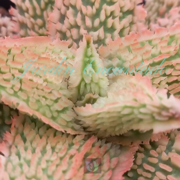 ALOE - 33- - Image 3
