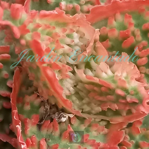 ALOE - 179- - Image 3