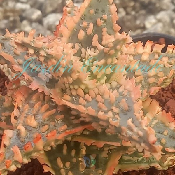 ALOE - 49 - - Image 3