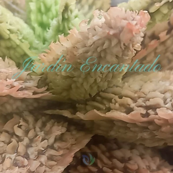 ALOE - 236 - - Image 4