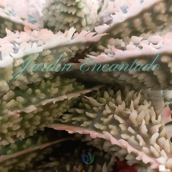ALOE -21- - Image 4