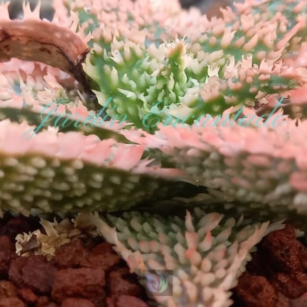 ALOE - 88 - - Image 4