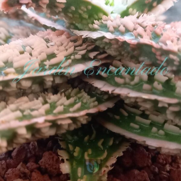 ALOE - 128 - - Image 4