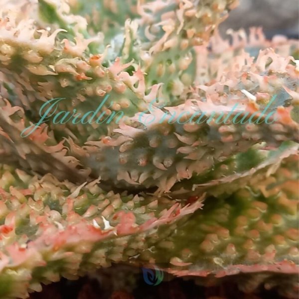 ALOE -149 - - Image 4