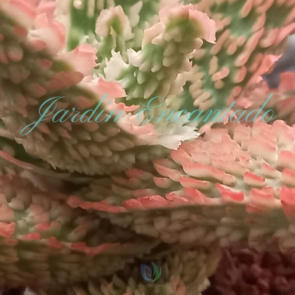ALOE -181 - - Image 4