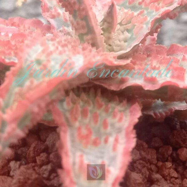 ALOE - 92 - - Image 4