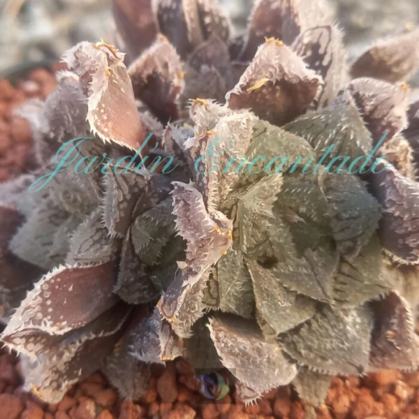 MAGIC THORN - Image 4