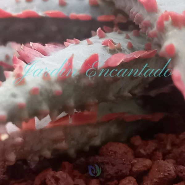 ALOE - 115 - - Image 4
