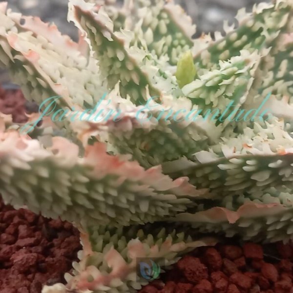 ALOE -126 - - Image 4