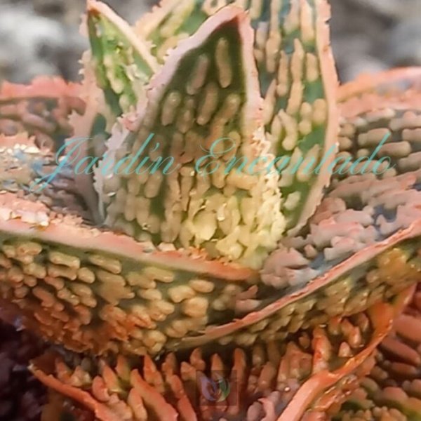 ALOE - 85 - - Image 4