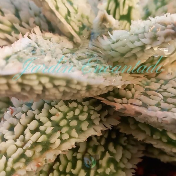ALOE - 233- - Image 4