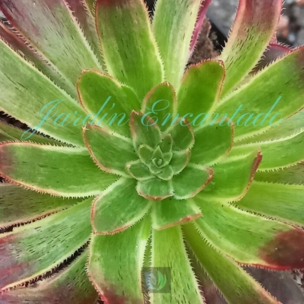 FIRECRACKER VARIEGADO - Image 4
