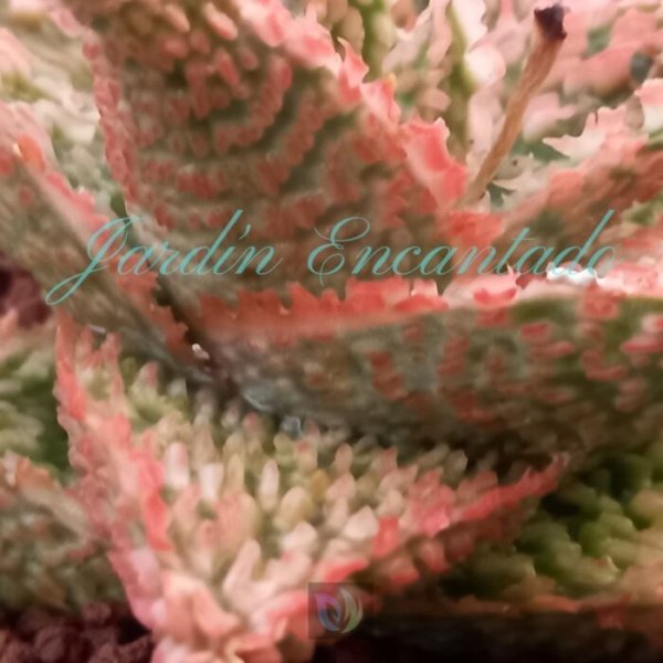 ALOE-133- - Image 4