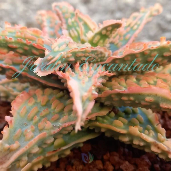 ALOE - 168 - - Image 4