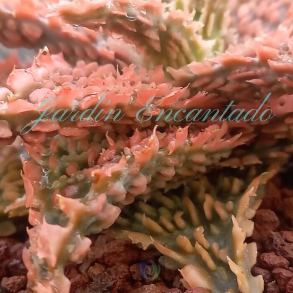 ALOE - 63 - - Image 4