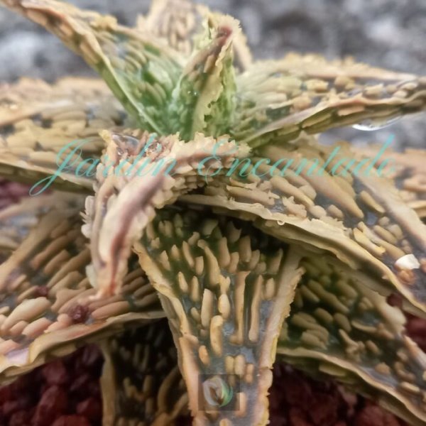 ALOE - 162 - - Image 4