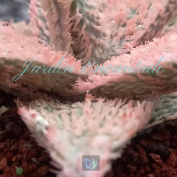 ALOE - 18 - - Image 4