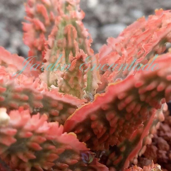 ALOE - 173 - - Image 4
