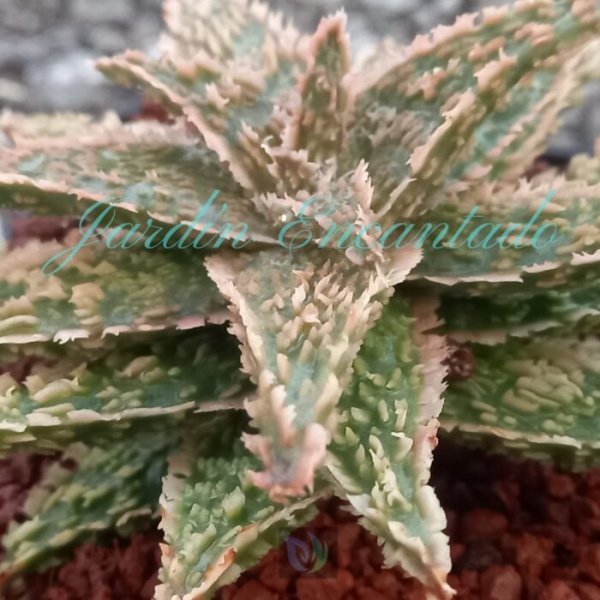 ALOE- 151- - Image 4