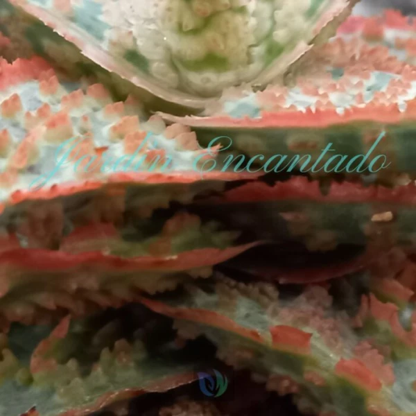 ALOE - 103- - Image 4