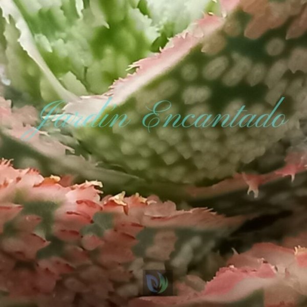 ALOE - 177- - Image 4