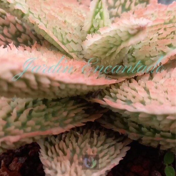 ALOE - 33- - Image 4