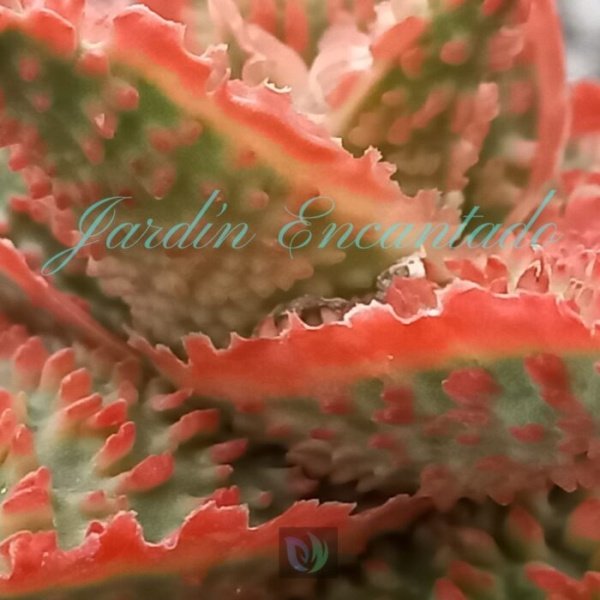 ALOE - 179- - Image 4