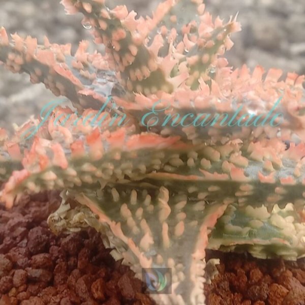 ALOE - 49 - - Image 4