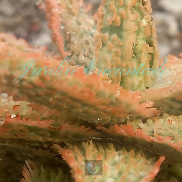 ALOE - 64 - - Image 4