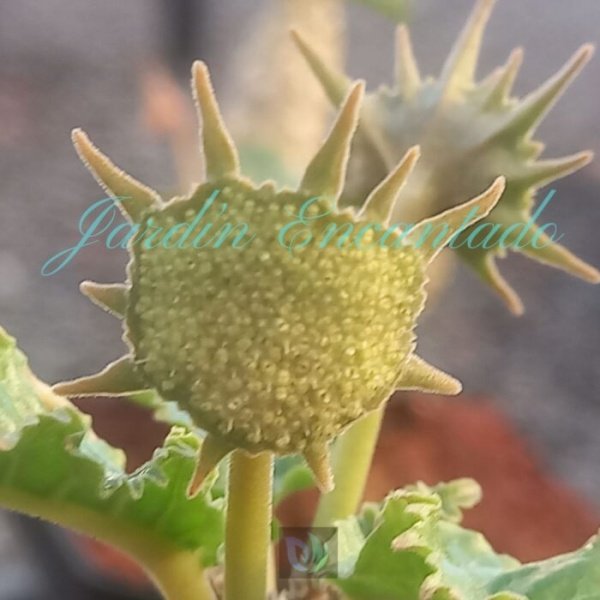 DORSTENIA HORWOODII - Image 5