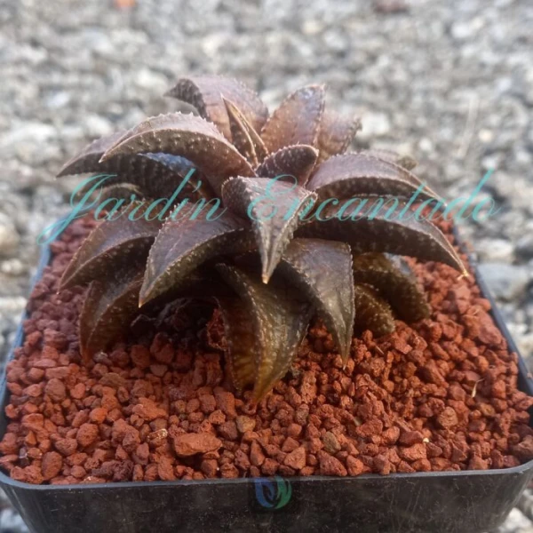 DRAGON KING - Image 2