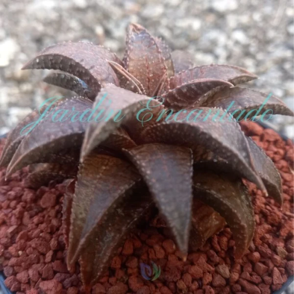 DRAGON KING - Image 3