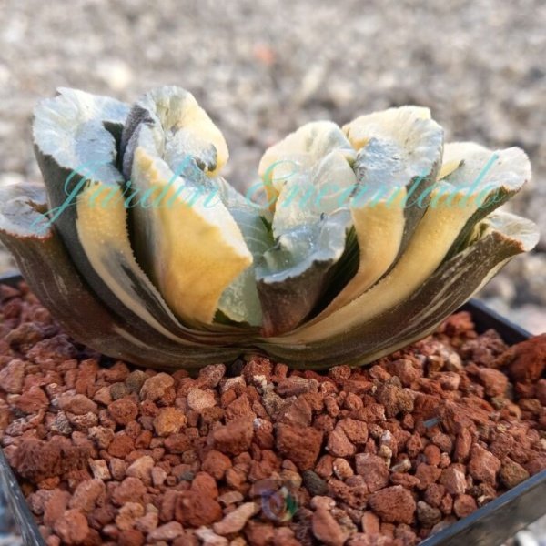 TRUNCATA WAVE RAY VARIEGADA