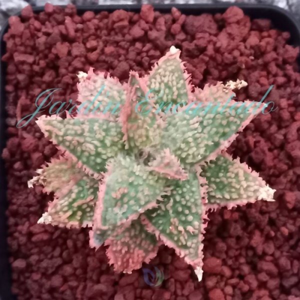 ALOE- 109-