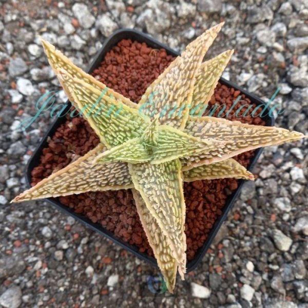 ALOE - 228 -