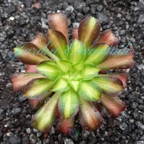 PINK WITCH YELLOW MIDDLE