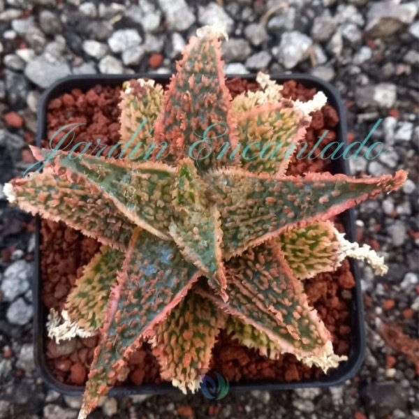 ALOE - 46-